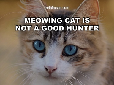 Meowing cat is not a good hunter
