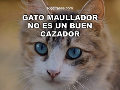Gato maullador no es un buen cazador